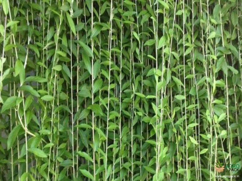 Curtain-Plant3