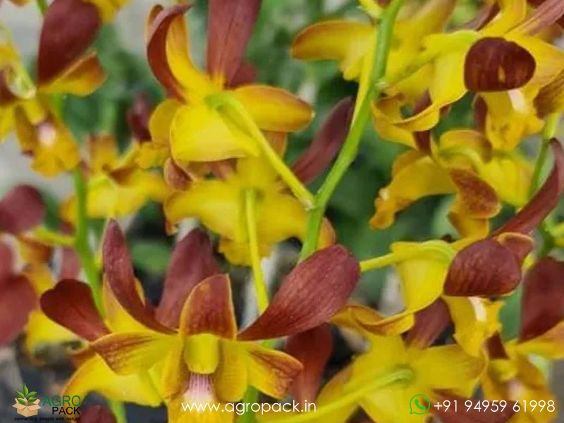 Dendrobium-Brown-Yellow-Neck1