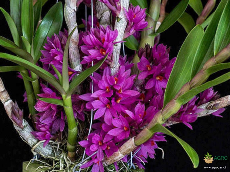 Dendrobium-Hibiki-Orchid-1