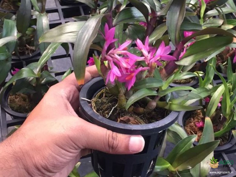 Dendrobium-Hibiki-Orchid-2