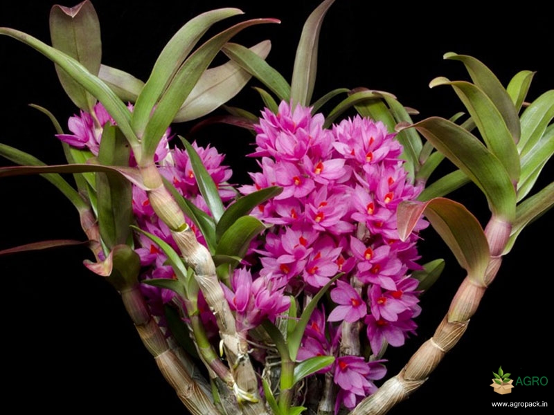 Dendrobium-Hibiki-Orchid-4