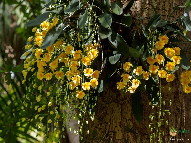 Dendrobium-Lindleyi-Orchid-4