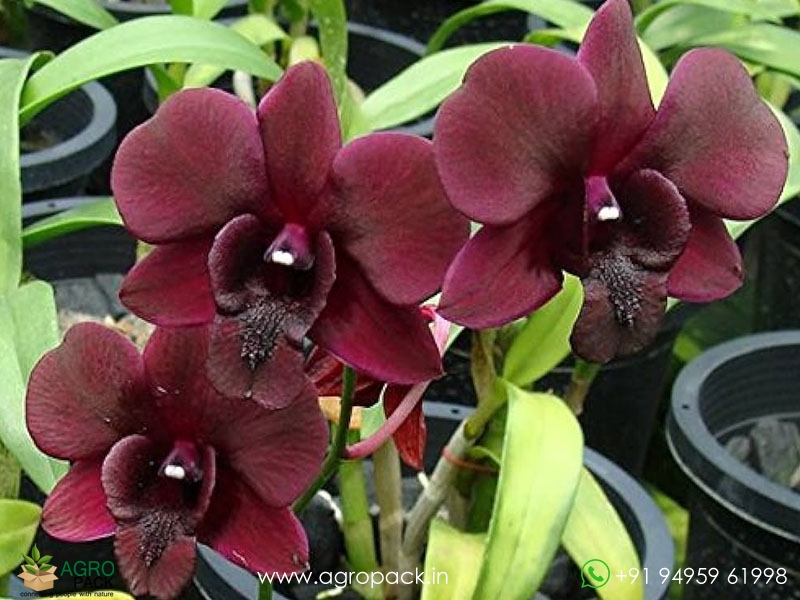 Dendrobium-Orchid-Black-Red1