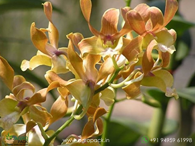 Dendrobium-Orchid-Brown-Parrot-Twist1