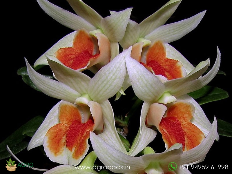 Dendrobium-Orchid-Formosum-Frosty-Dawn1
