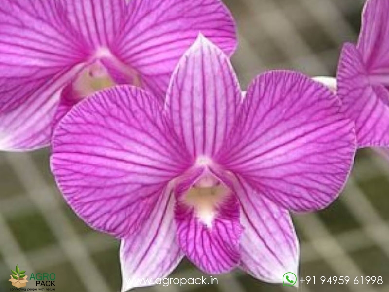 Dendrobium-Orchid-Pink-Stripe2