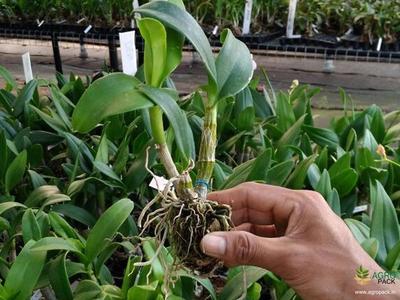 Dendrobium-Vanila-Sweet-Orchid-2