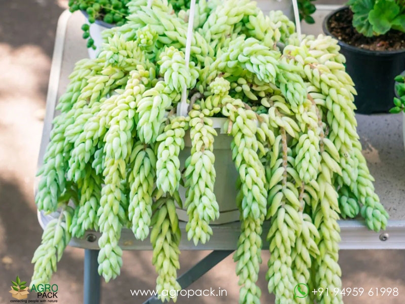 Donkey-Tail-Succulent1