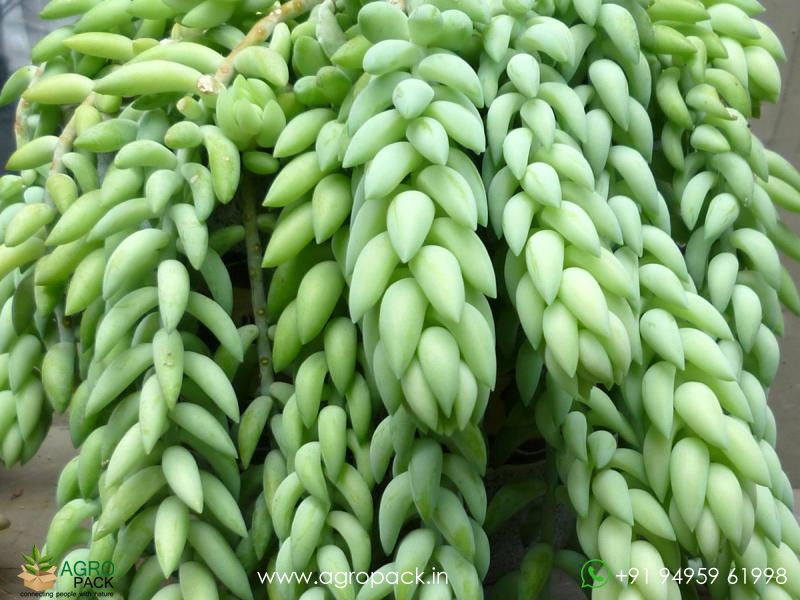Donkey-Tail-Succulent2