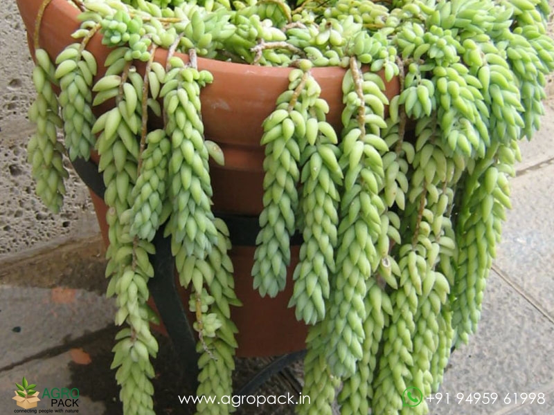 Donkey-Tail-Succulent3