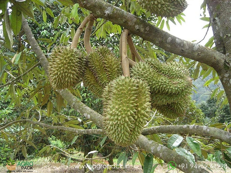 Durian4