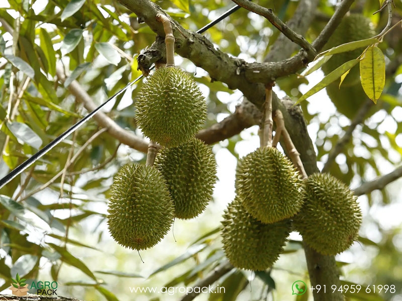Durian5