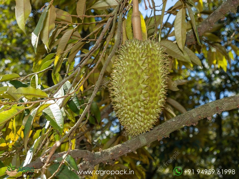 Durian6