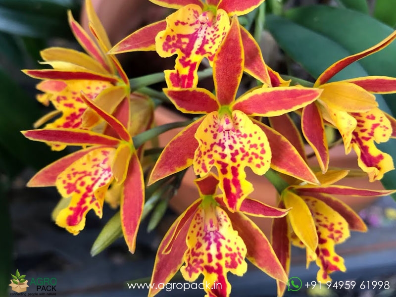 Ett.-Hsiang-Yu-Gold-Coast-Red-Fireworks-Orchid1