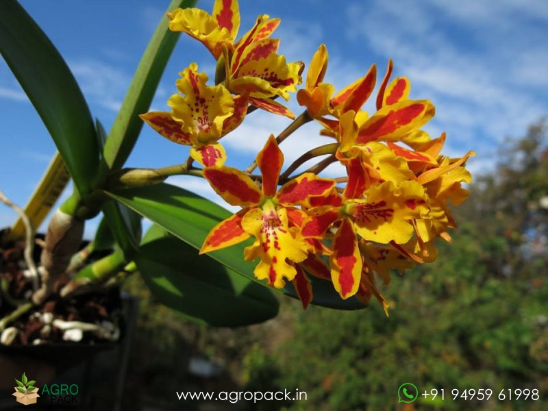 Ett.-Hsiang-Yu-Gold-Coast-Red-Fireworks-Orchid2