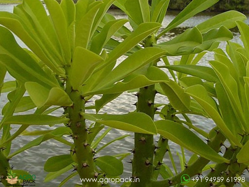 Euphorbia-Neriifolia1