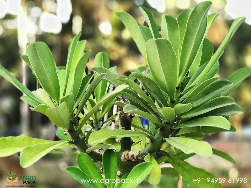 Euphorbia-Neriifolia2