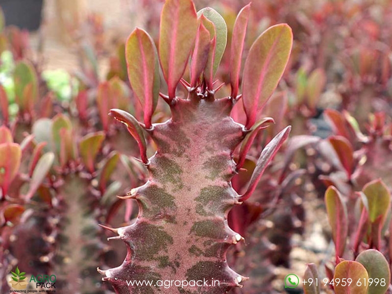 Euphorbia-Trigona-Red1