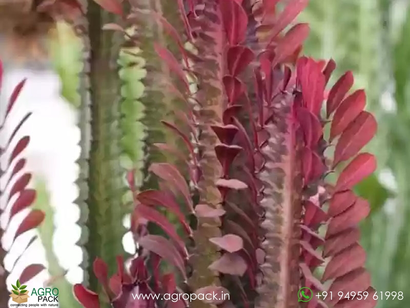 Euphorbia-Trigona-Red2