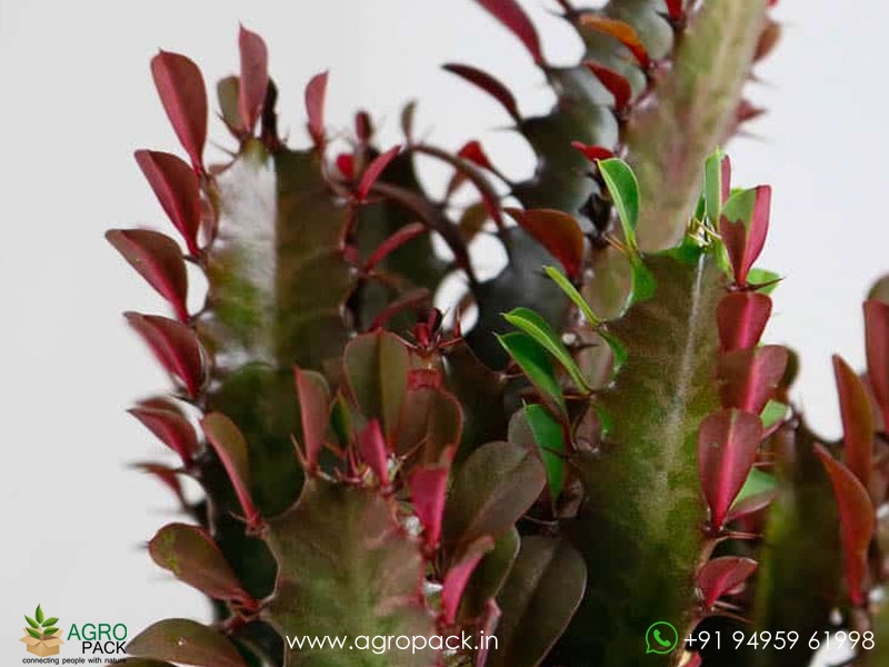 Euphorbia-Trigona-Red3