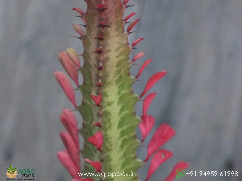 Euphorbia-Trigona-Red4