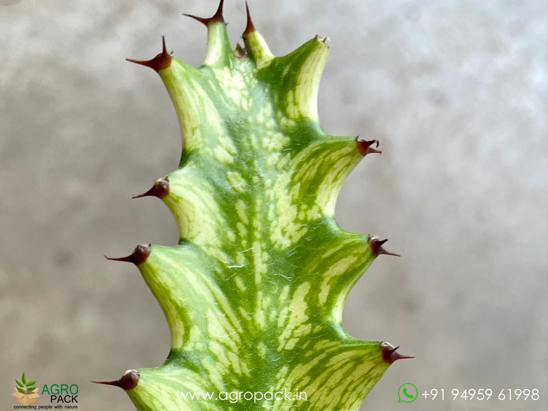 Euphorbia-Trigona-variegata1