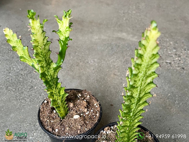 Euphorbia-Trigona-variegata2