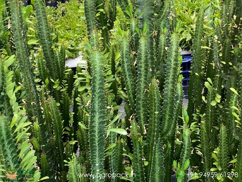Euphorbia-Trigona2