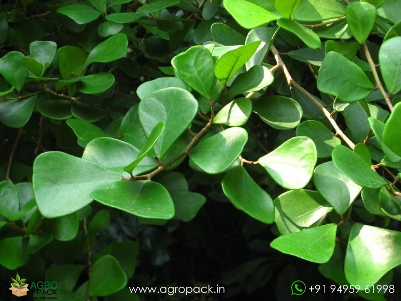 Ficus-Triangularis-Green1