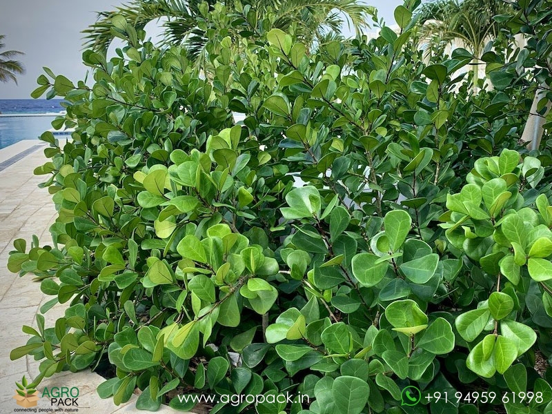 Ficus-Triangularis-Green2