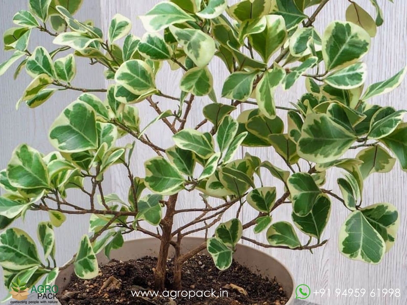 Ficus-Triangularis-Variegata2