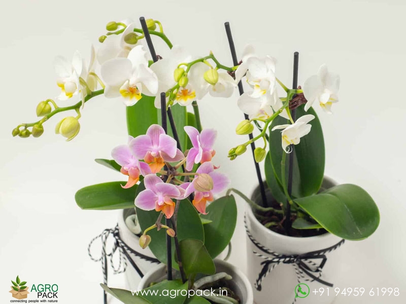Flowered-Phalaenopsis-Orchids1
