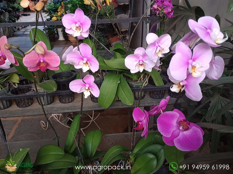 Flowered-Phalaenopsis-Orchids2