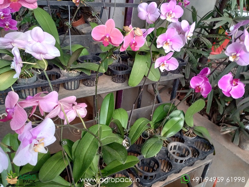 Flowered-Phalaenopsis-Orchids3