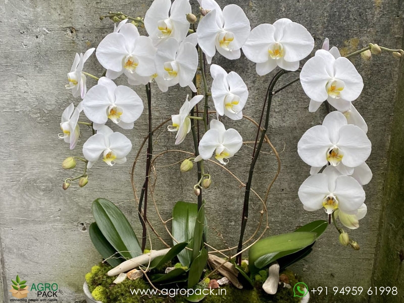 Flowered-Phalaenopsis-Orchids4