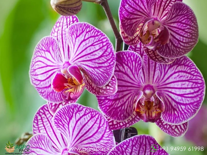 Flowered-Phalaenopsis-Orchids5