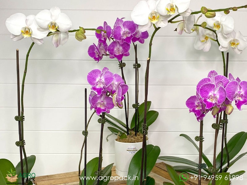 Flowered-Phalaenopsis-Orchids6