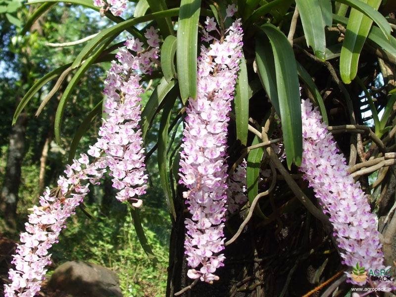 Foxtail-Orchid-Rhyachostylis-Chang-Kra1