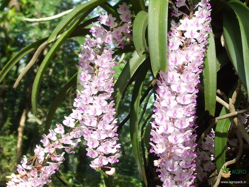 Foxtail-Orchid-Rhyachostylis-Chang-Kra2