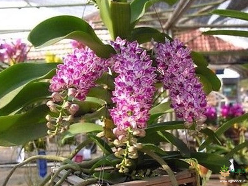 Foxtail-Orchid-Rhynchostylis-Chang-Plai1