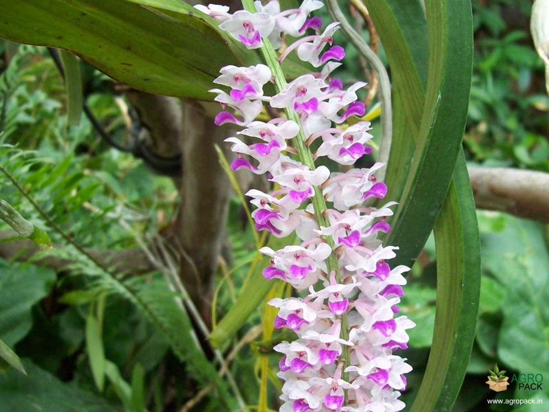 Foxtail-Orchid3