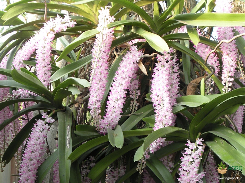 Foxtail-Orchid4