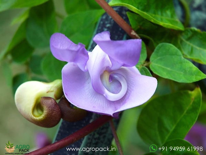 Ganesha-Flower-Vine1