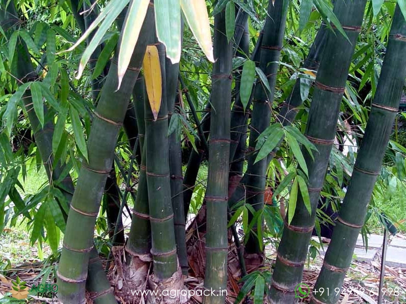 Giant-Bamboo2