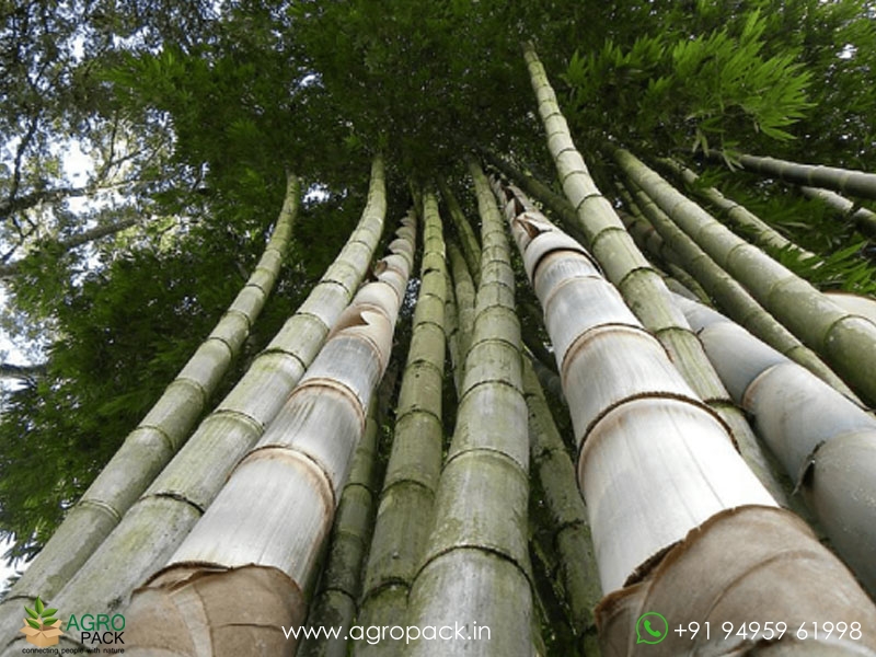 Giant-Bamboo3