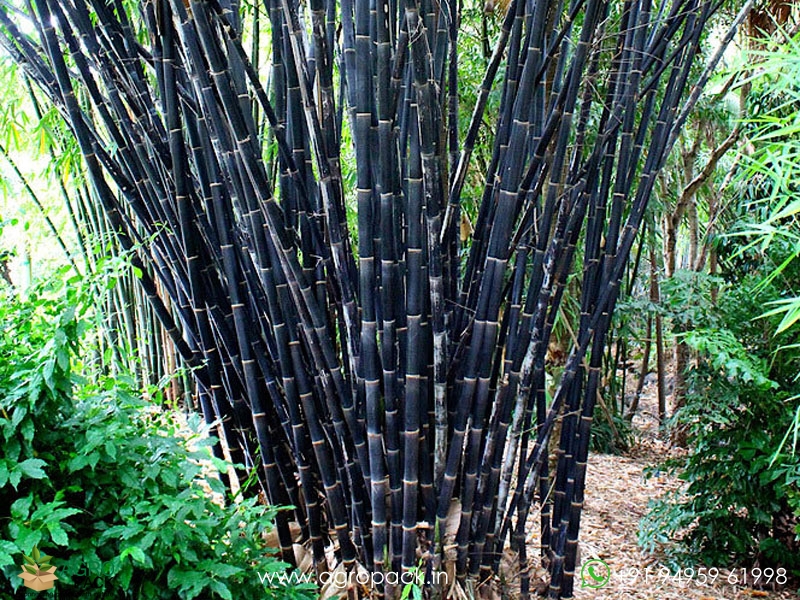 Gigantochloa-atroviolacea-black-bamboo2