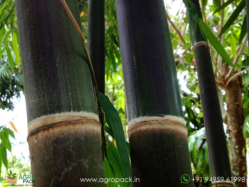 Gigantochloa-atroviolacea-black-bamboo3