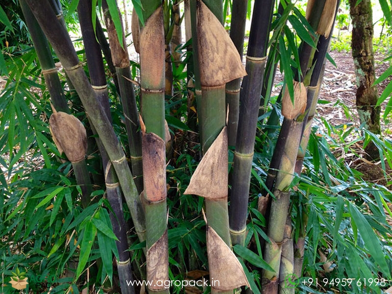 Gigantochloa-atroviolacea-black-bamboo4