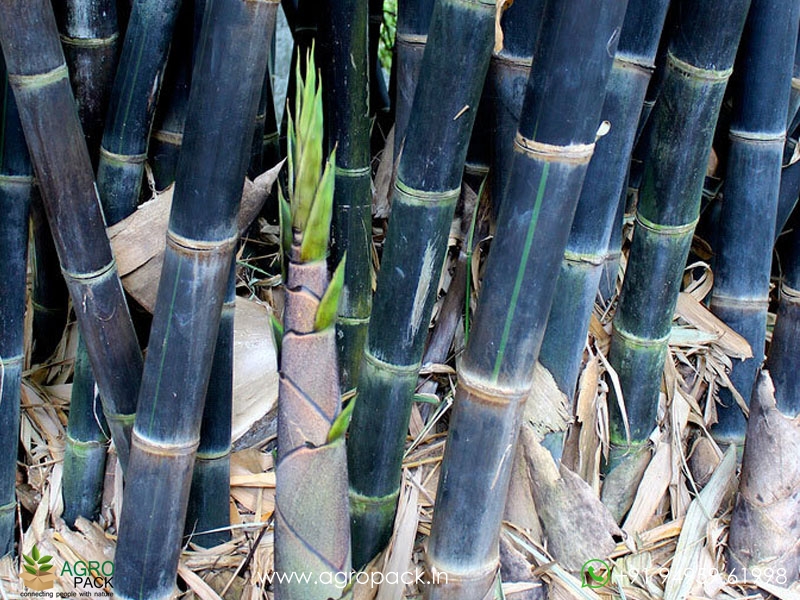Gigantochloa-atroviolacea-black-bamboo5