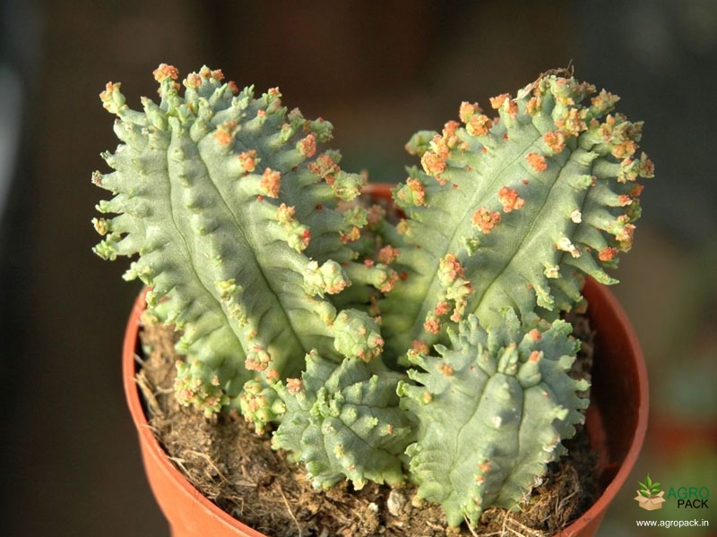 Giromagi-cactus1